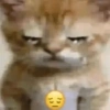 Gatos Tristes 3😿 30