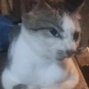 😼🫐 TikTok Cats 🫐😼 17