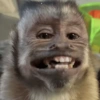 🐵 Очень милые обезьянки 🐒✨🐒 6