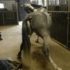 Cavalinho Fofo Reações 🐴 22