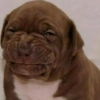 Smiling Puppy