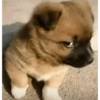 🐶 PERRITOS BEBÉS 🐶 11