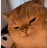 Довольный Кот