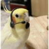 Попугай Оператор
