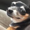 Cachorro meme 9 😎