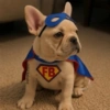 🐕Perros muy funny Dogs 🐶😂 18