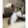 Kucing anjing lucu 12