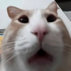 🐈‍⬛🐱🧶 GATOS | CATS 2 🧶🐱🐈‍⬛ 19