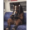 Memes random - Caballos 🤣 14