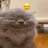 Gatinhos Engraçados🤣👇 13