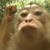 🐒🌴🐵 बंदर 🐵🌴🐒 8