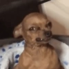 Cachorro  8