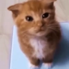 Gatitos. | @ocenferios  Haki. 10