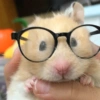 Hamsters Fofinhos 🐹 7