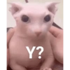 Shitpost Tranqui  6