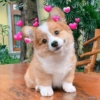 Amor Cachorro