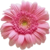 Beautiful Flowers˚˖𓍢🌷✧˚.🎀⋆ 5