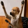 Perro Rendido