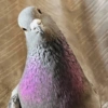 Animais  8