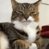 🐈‍⬛🐱🧶 GATOS | CATS 2 🧶🐱🐈‍⬛ 24
