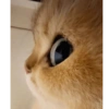 Meme kucing tikus anjing  20