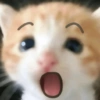 😺 Gatitos 😺 6