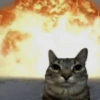 Explosive Cat