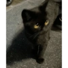 Kucing anjing lucu 14
