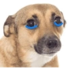 Reaccion mascotas 1.2 11