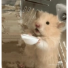 Хомяк Кушает
