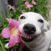 SOLTA CACHORRADA 7