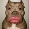 Cachorro meme 5 😮