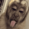 Reações de macaco | monkey 🐒 7