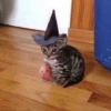 Cats on Halloween 12 🐱🎃🎩