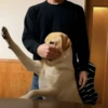 Apretón de patas