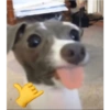 Perritos 😌 9