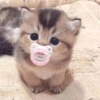 Gatitos 😍 11