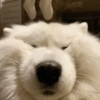 Reaccion mascotas 1.3 7