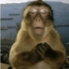 Macacos 2🙉 6