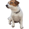Reações Jack Russell terrier 6