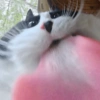 🐈‍⬛🐱🧶 GATOS | CATS 2 🧶🐱🐈‍⬛ 11