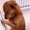 Cachorros zoeiras 9