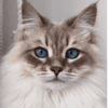 Calm Blue-Eyed Cat