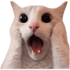 Memes de gatos 2 9