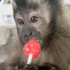 🐒🌴🐵 बंदर 🐵🌴🐒 24