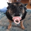 Cachorro  9