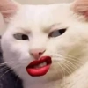 🐈‍⬛🐱🧶 GATOS | CATS 5 🧶🐱🐈‍⬛ 26