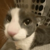 Gatitos. | @ocenferios  Haki. 6