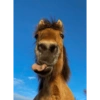 Memes random - Caballos 🤣 8