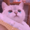 Gatos Tristes 3😿 17